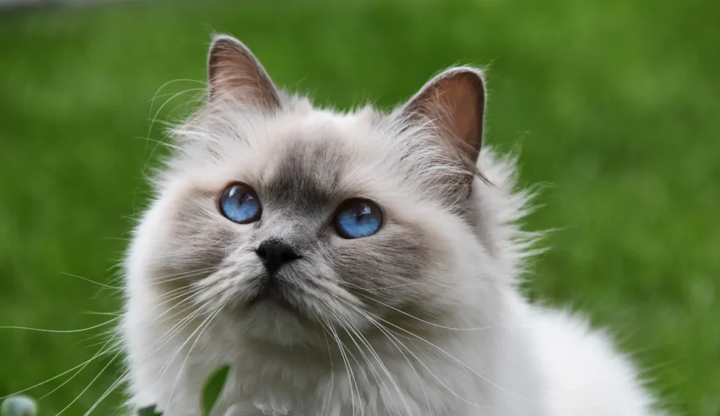 Forfora nel gatto: cause, rimedi e quando chiamare il veterinario