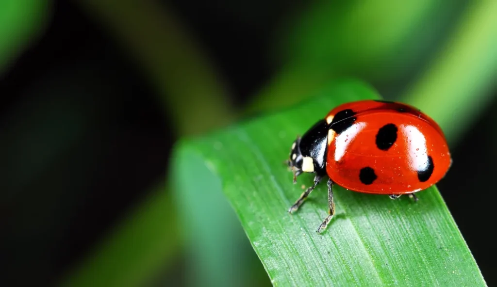 Coccinella asiatica vs comune: la guida per un giardino sano e protetto