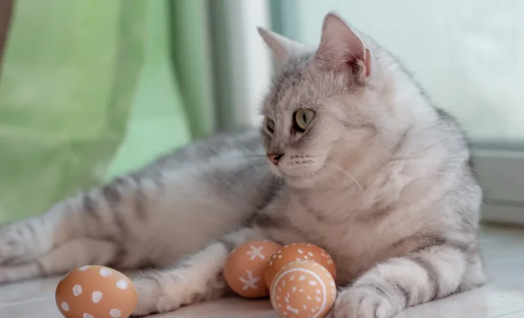 Perché il tuo gatto ti segue ovunque?