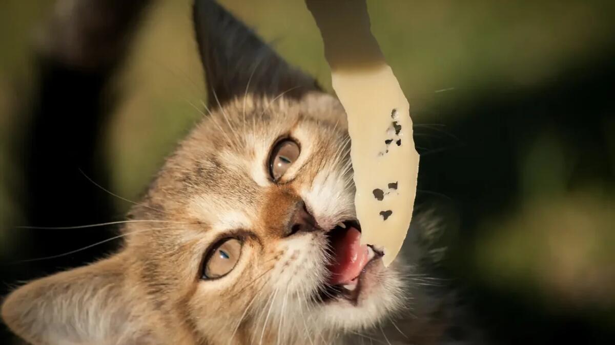 Perché il formaggio potrebbe non essere un alimento idoneo per il tuo gatto - 
