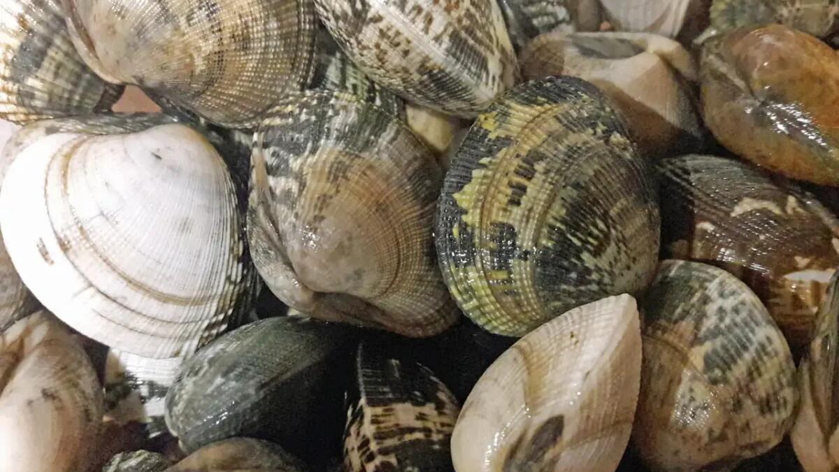 Come i rifiuti di molluschi possono riportare in vita la seta del mare - 