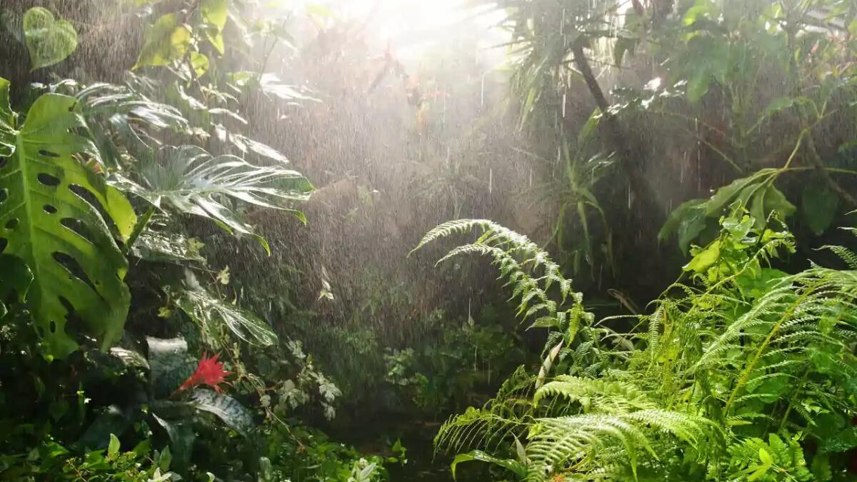 Come il collasso delle foreste tropicali secche minaccia il nostro futuro - 