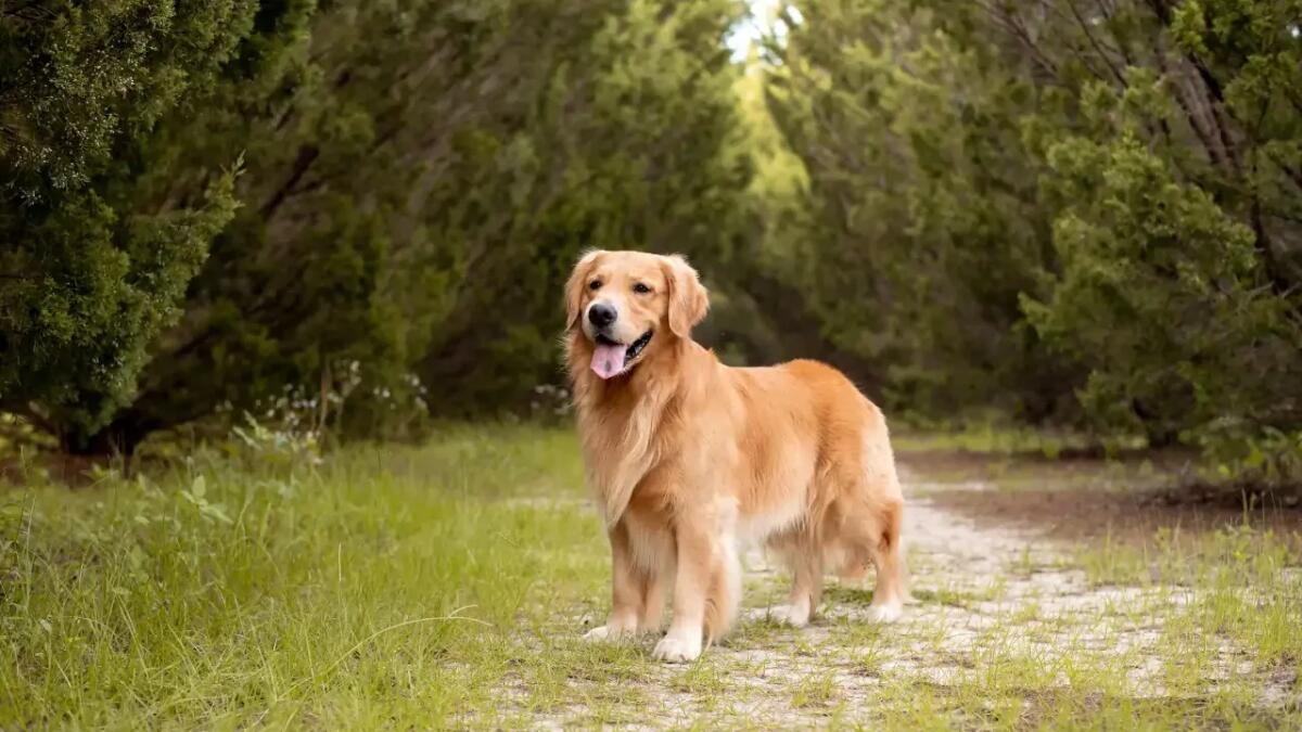Il tuo golden retriever potrebbe essere il prossimo Air Bud - 