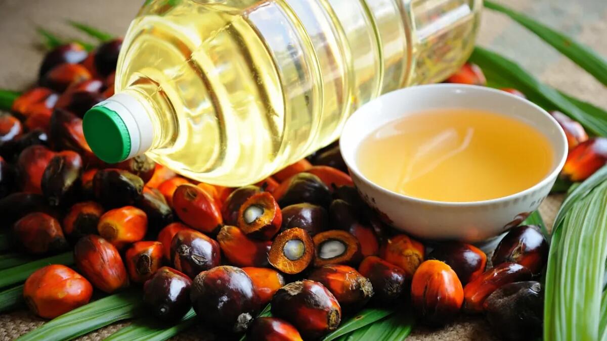 Come gli agricoltori indipendenti di olio di palma rischiano di perdere il mercato sostenibile - 