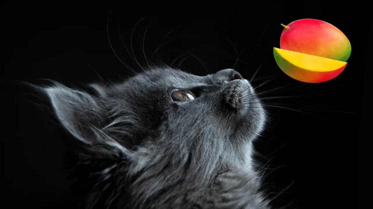 Cosa succede se il tuo gatto mangia mango? - 