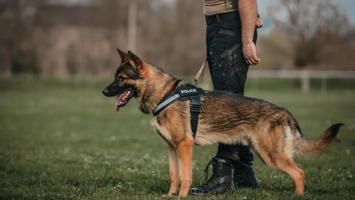 Le 8 razze di cani che cambiano il volto delle forze dell'ordine - 