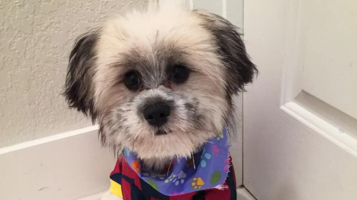 Piccolo ma irresistibile: tutto quello che c’è da sapere sul cane Shiraniano - 