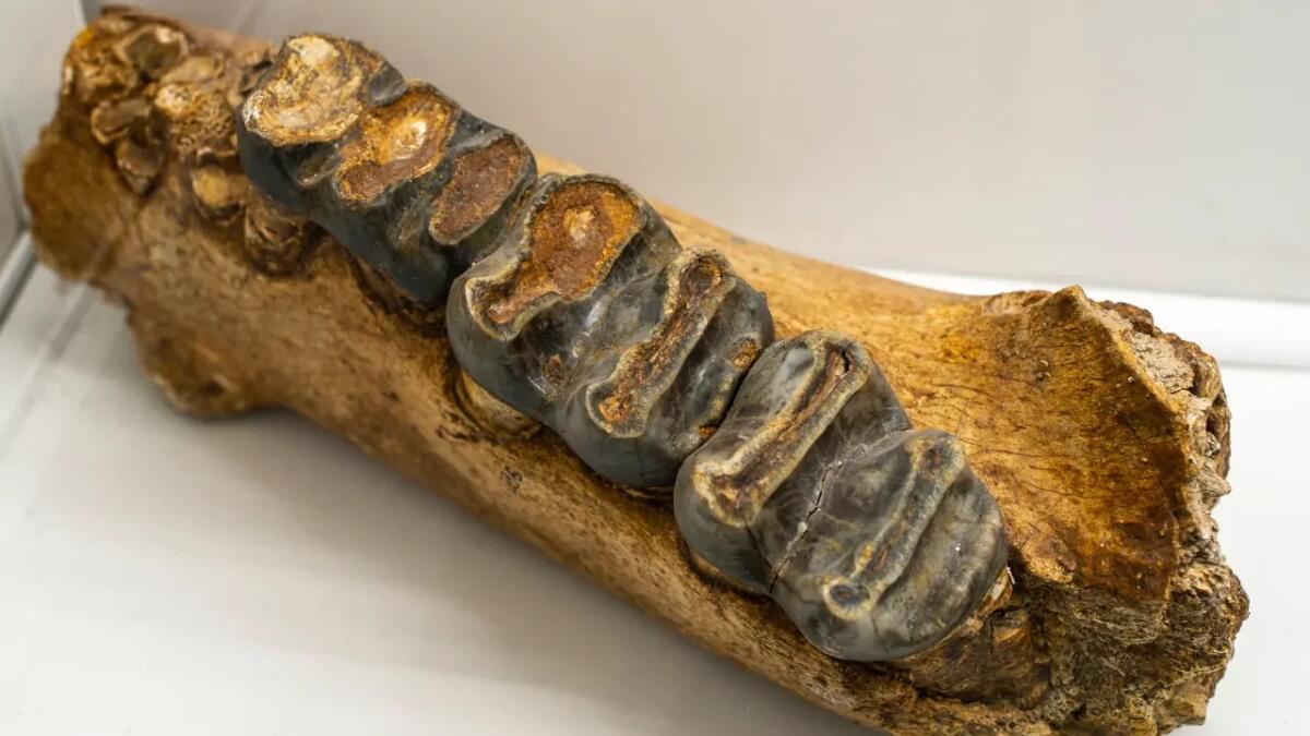 Scoperto un antico segreto nei denti dei mammut - 