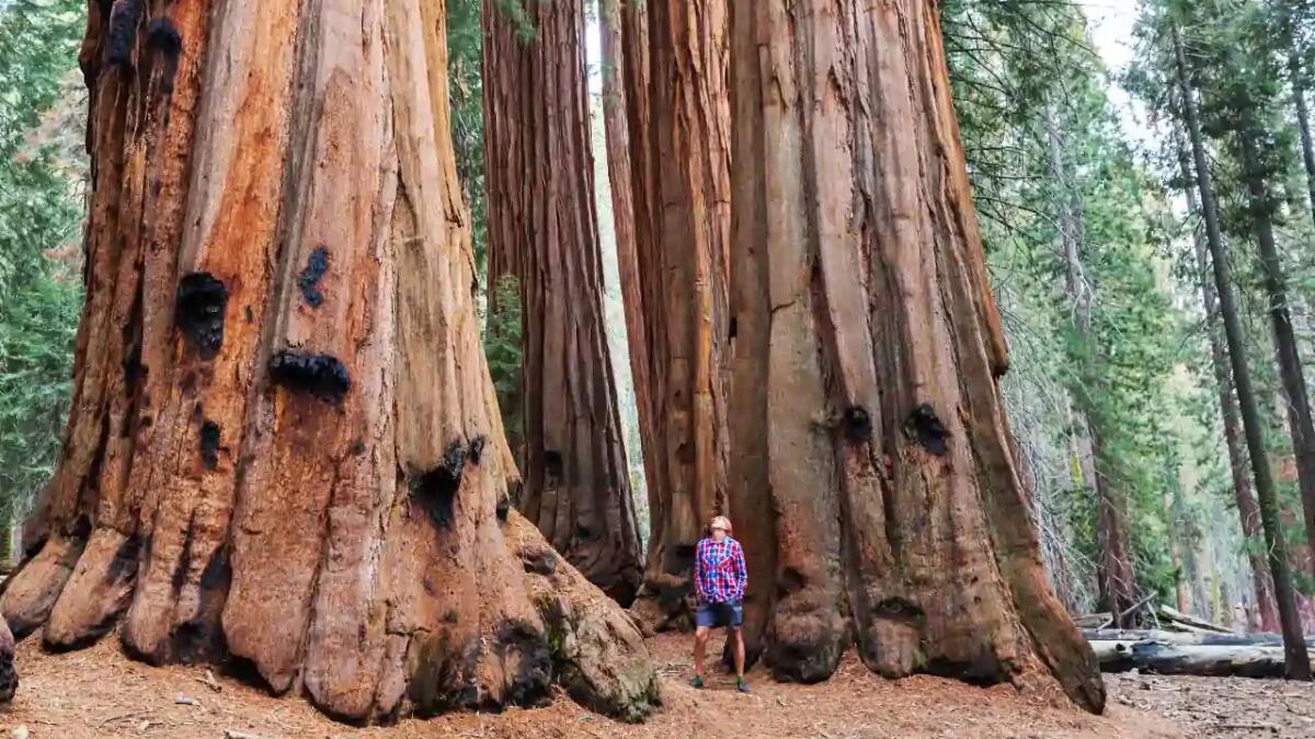 I segreti delle sequoie: i giganti silenziosi che sfidano il tempo - 