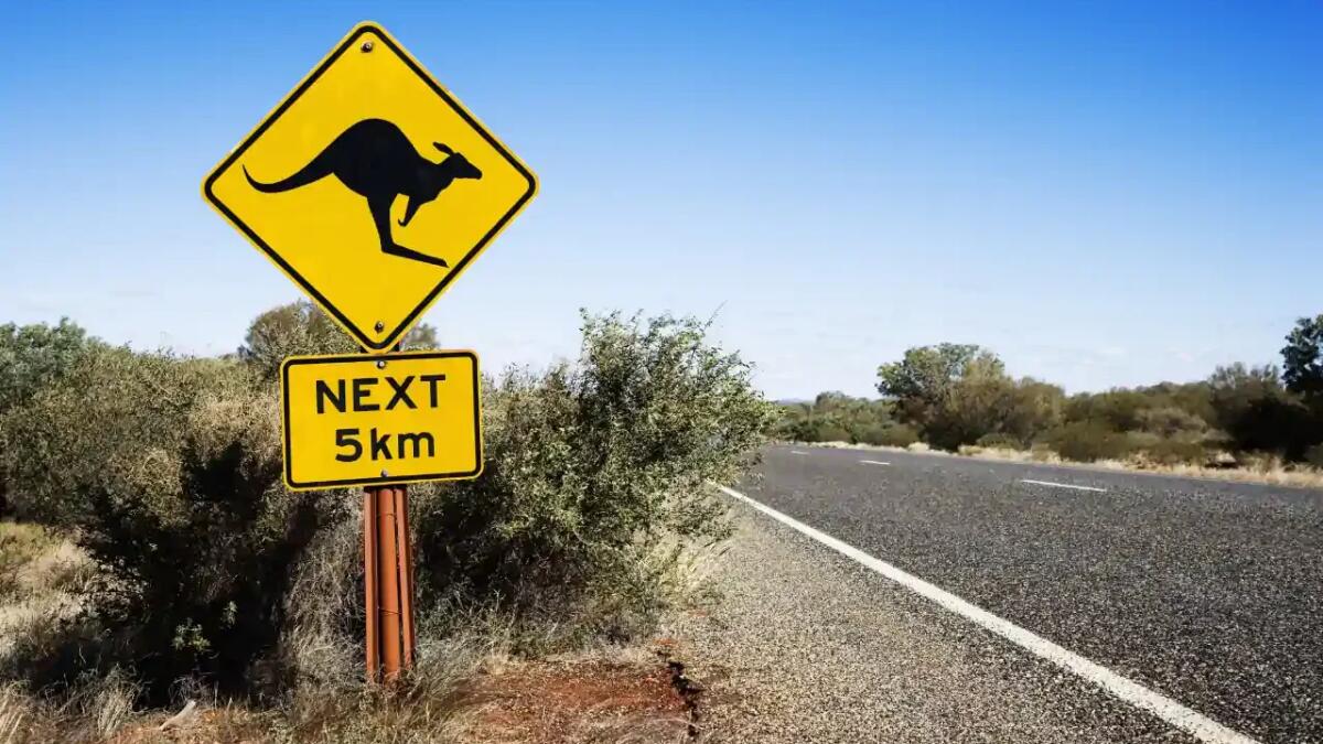 Scoperta una nuova specie di marsupiale in Australia: potrebbe essere già estinta - 