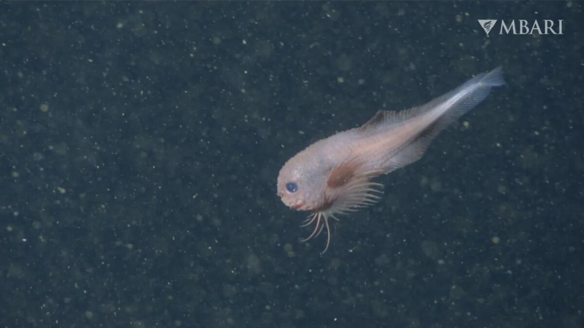 Bumpy snailfish: il pesce abissale tenero che sfida la pressione degli oceani - 