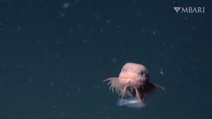 Bumpy snailfish: il pesce abissale tenero che sfida la pressione degli oceani