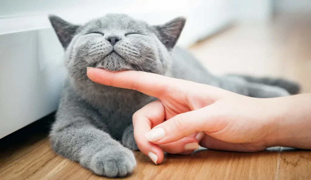 Cosa succede se il tuo gatto mangia mango?