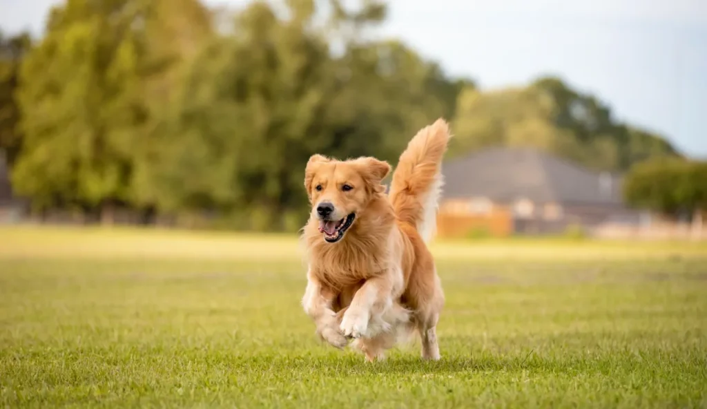 Il tuo golden retriever potrebbe essere il prossimo Air Bud