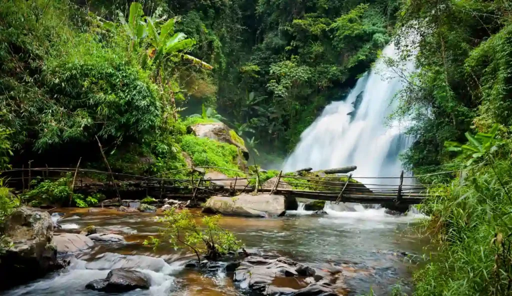 Come il collasso delle foreste tropicali secche minaccia il nostro futuro