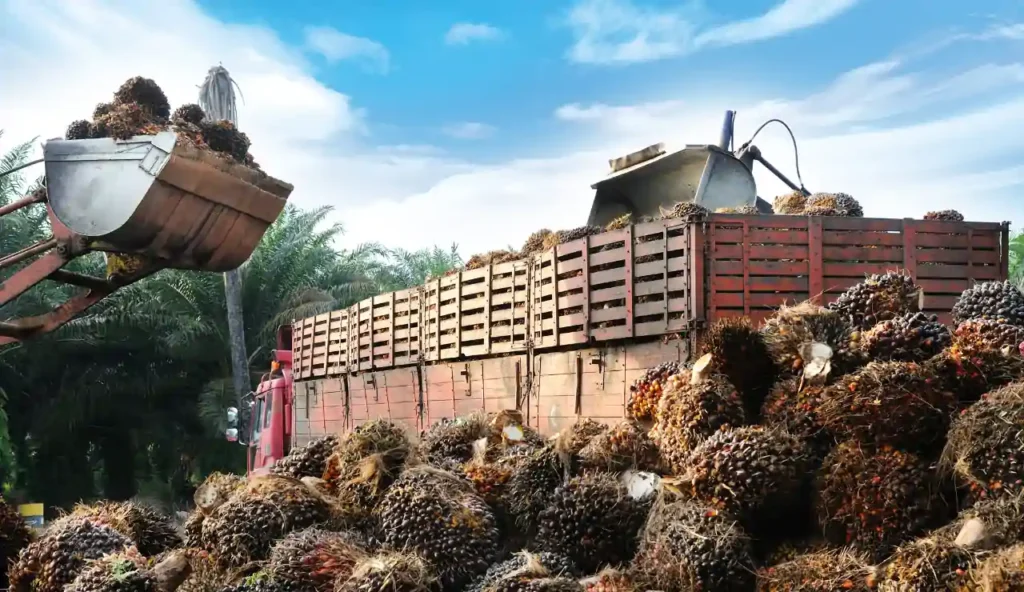 Come gli agricoltori indipendenti di olio di palma rischiano di perdere il mercato sostenibile
