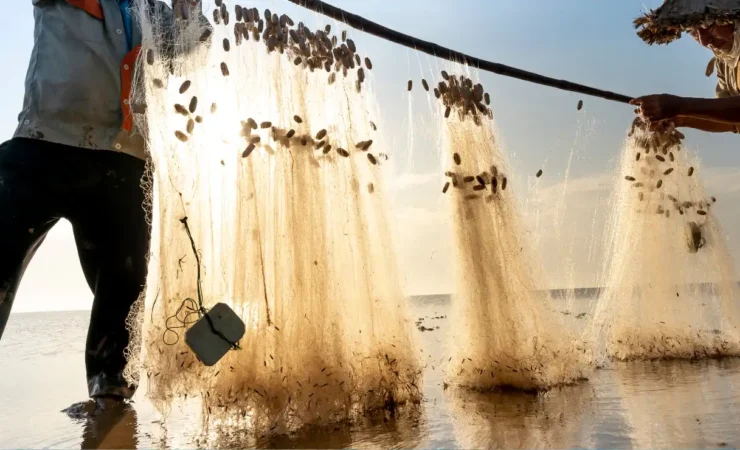Impatti devastanti della pesca eccessiva in Asia sudorientale