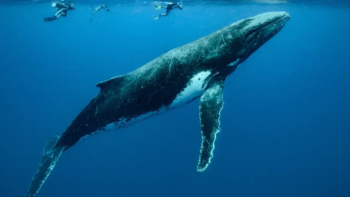 Madri di balene più grandi partoriscono più femmine di quanto si pensasse - 