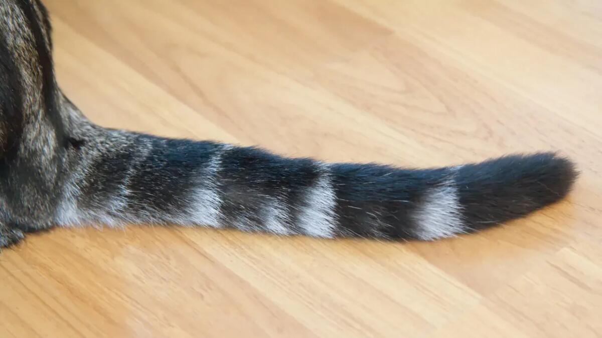 Il linguaggio della coda del gatto: cosa ti sta davvero dicendo il tuo felino - 