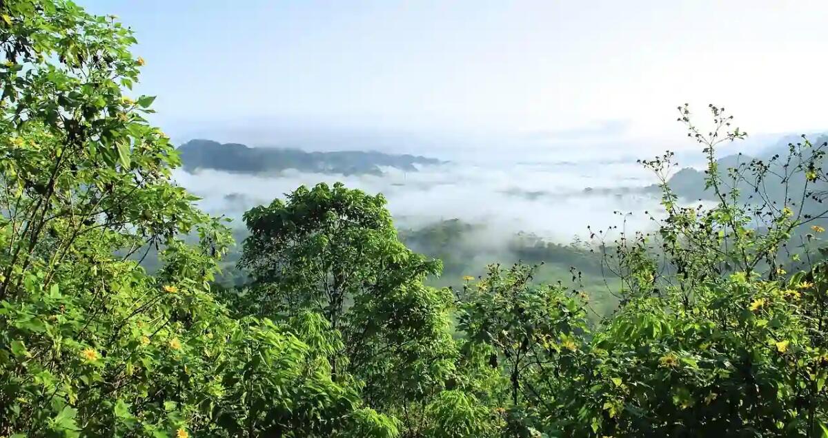 Amazzonia, le foreste come alleate della salute: meno malattie dove la copertura è alta - 