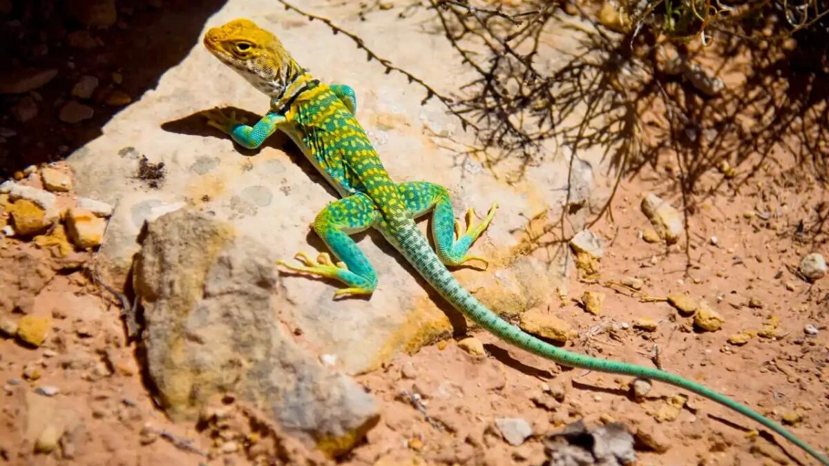 Quando il fumo segnala pericolo: l'evoluzione dei lucertoloni australiani per sfuggire al fuoco - 