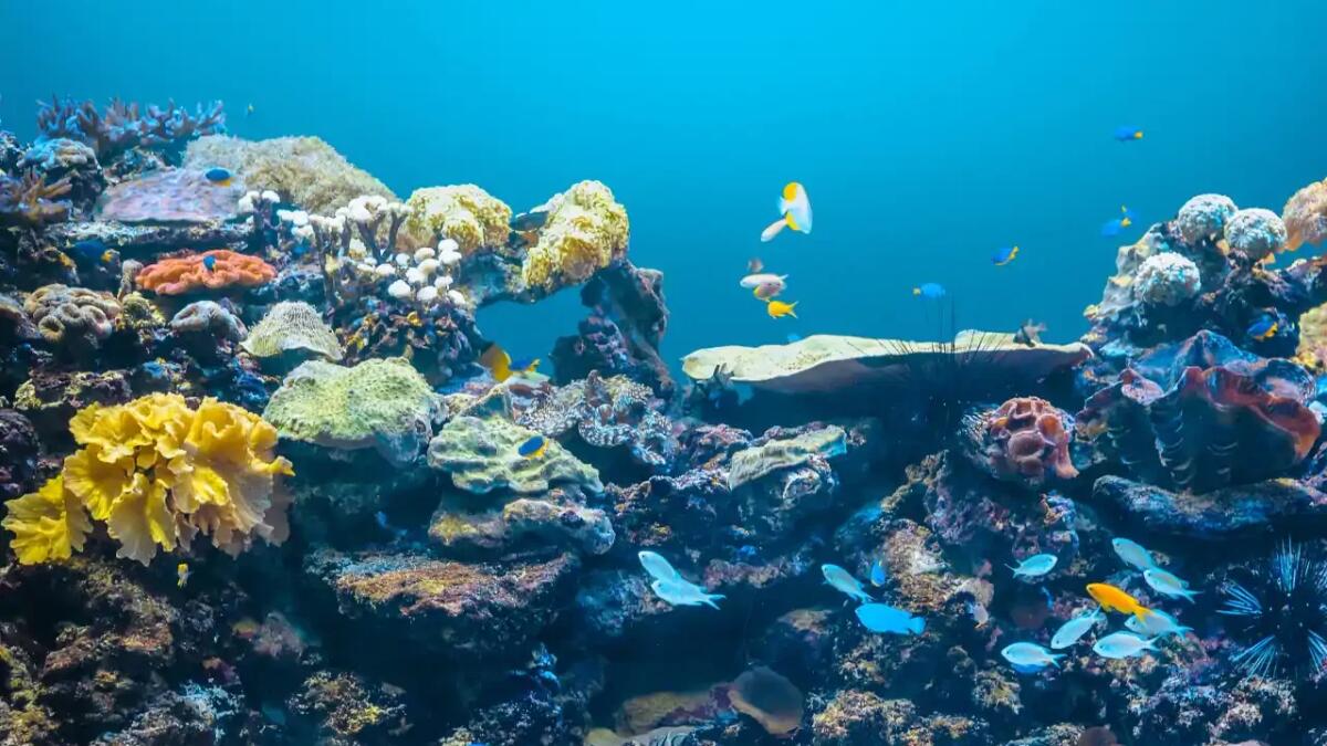 Un passo storico per la sostenibilità marina: il trattato WTO sui sussidi alle pesca entra in vigore - 