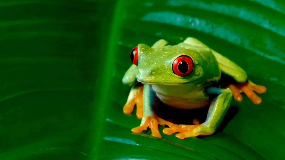 La bellzza della rain frog: sembra un pokémon creato dall'IA - 
