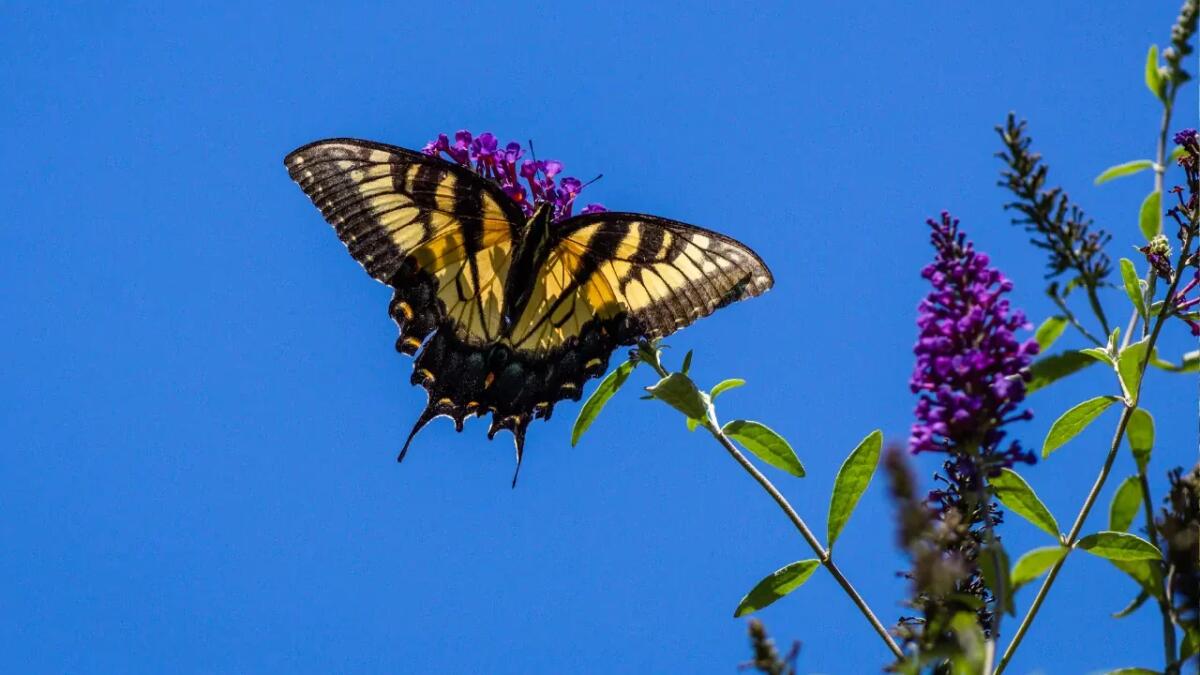 Le farfalle coda di rondine: bellezza e ruolo ecologico di un’icona alata - 