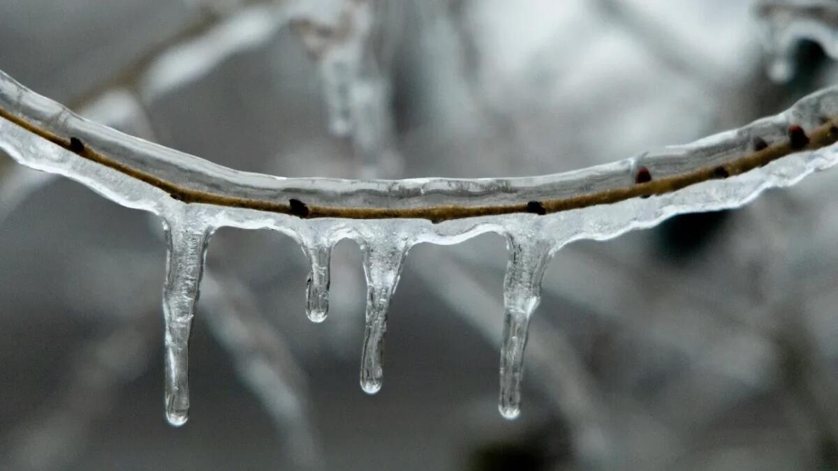 Come i freezer a -196°C possono salvare la biodiversità - 