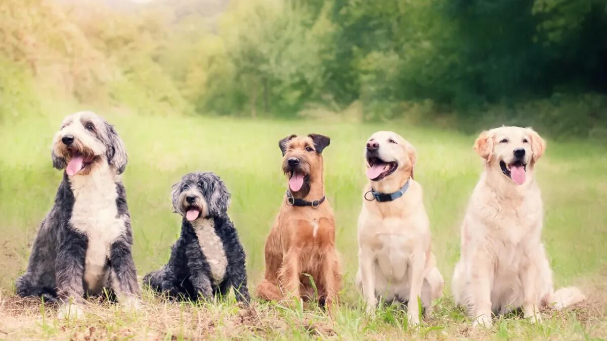 Le città dove i cani aspettano troppo a lungo di essere adottati - 