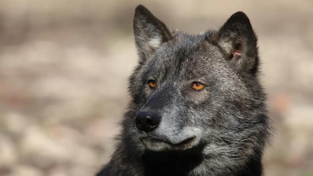 I cani più forti del mondo: potenza, resistenza e protezione - 
