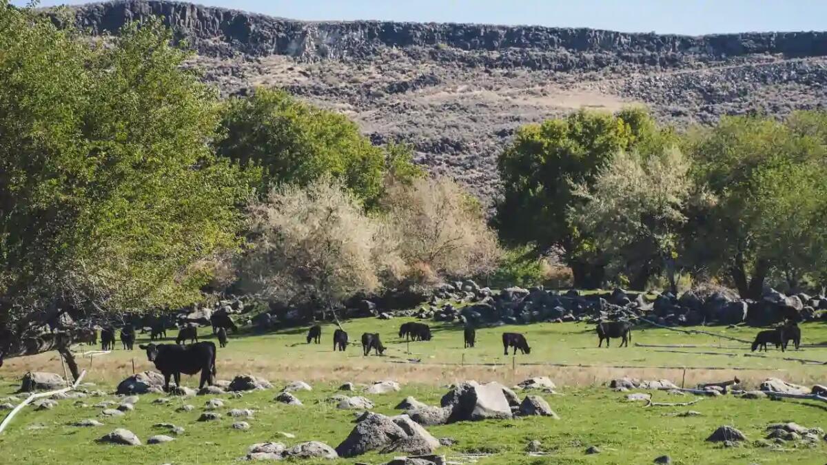 15 fatti sugli animali che ti lasceranno a bocca aperta - 
