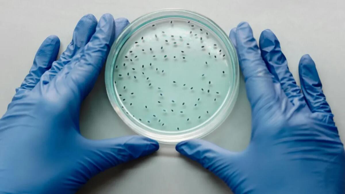 Batteri resistenti agli antibiotici: cresce l’allarme negli ospedali - 
