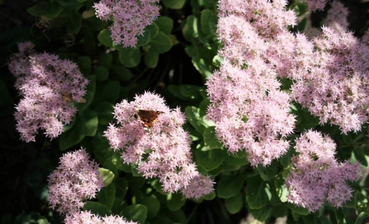 Pianta di Sedum Teresina (canva.com) - www.guidamamme.it