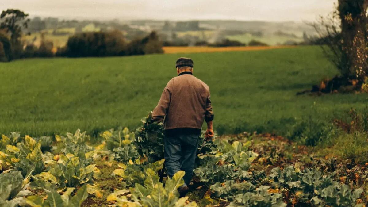 La crisi dei contadini americani tra stallo commerciale e scorte di soia in eccesso - 