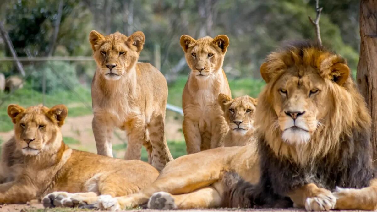 I leoni rivelano la salute della savana: così monitorarli aiuta a proteggere gli ecosistemi - 