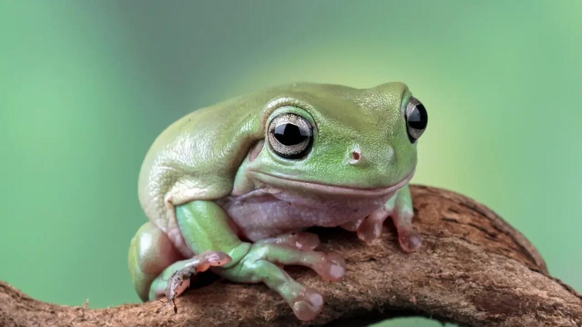 White's tree frog: la rana amichevole che conquista con un sorriso - 