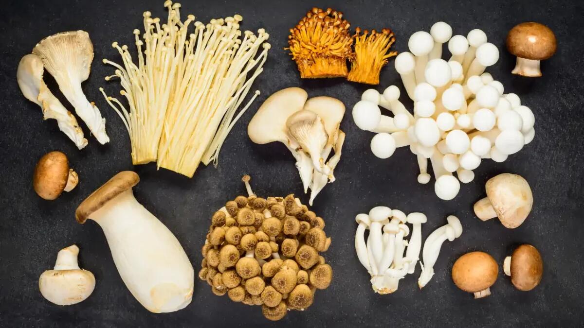 I nostri antenati mangiavano funghi? Nuove ipotesi sull’alimentazione primitiva - 