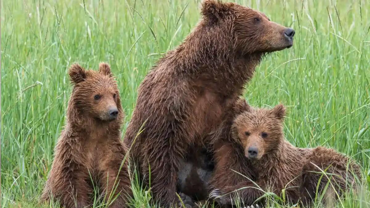 Fat Bear Week 2025: natura, spettacolo e conservazione in un evento seguito da milioni di fan - 