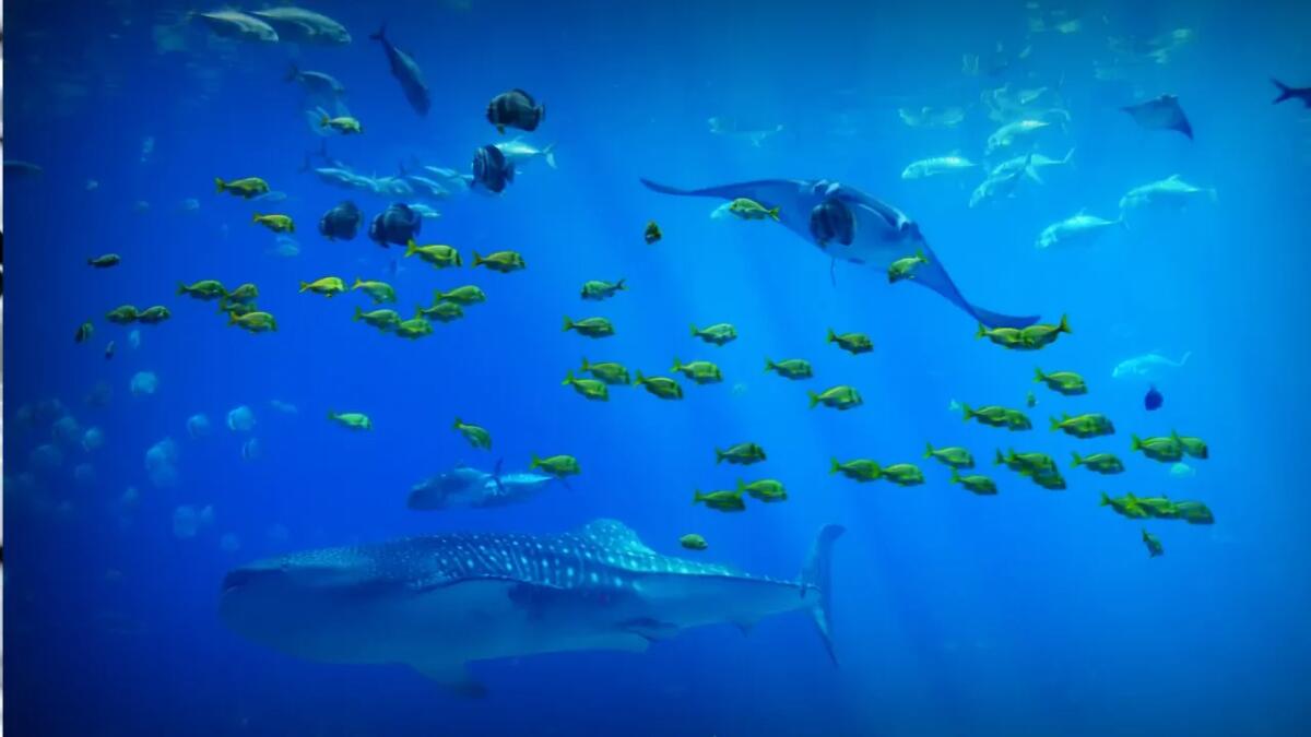Un nuovo trattato potrebbe rivoluzionare la protezione degli oceani e scatenare conflitti inattesi - 