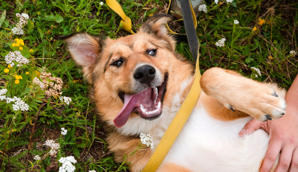 Giornata mondiale del cane